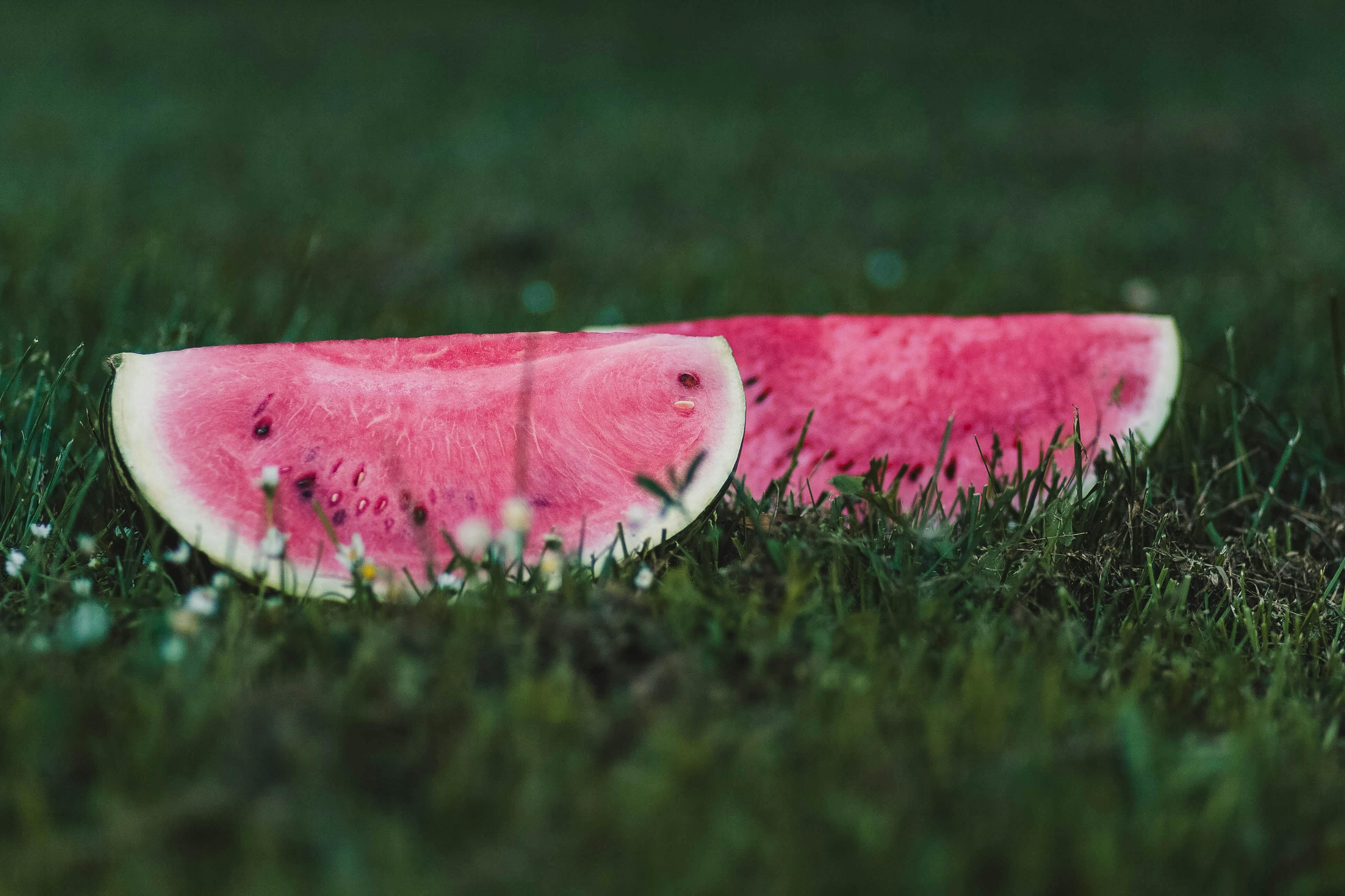 Charleston Gray Watermelon fresh slices Two slices of Charleston Gray watermelon resting on fresh green grass