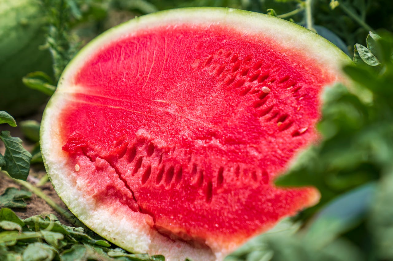 Nutritional benefits of Charleston Gray Watermelon sliced Charleston Gray Watermelon in close up photography